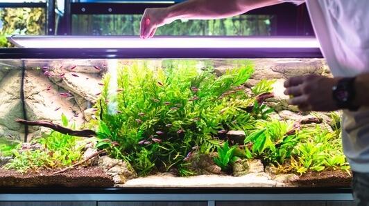 Kryt akvária z plexiskla – levná a pohodlná alternativa skla!